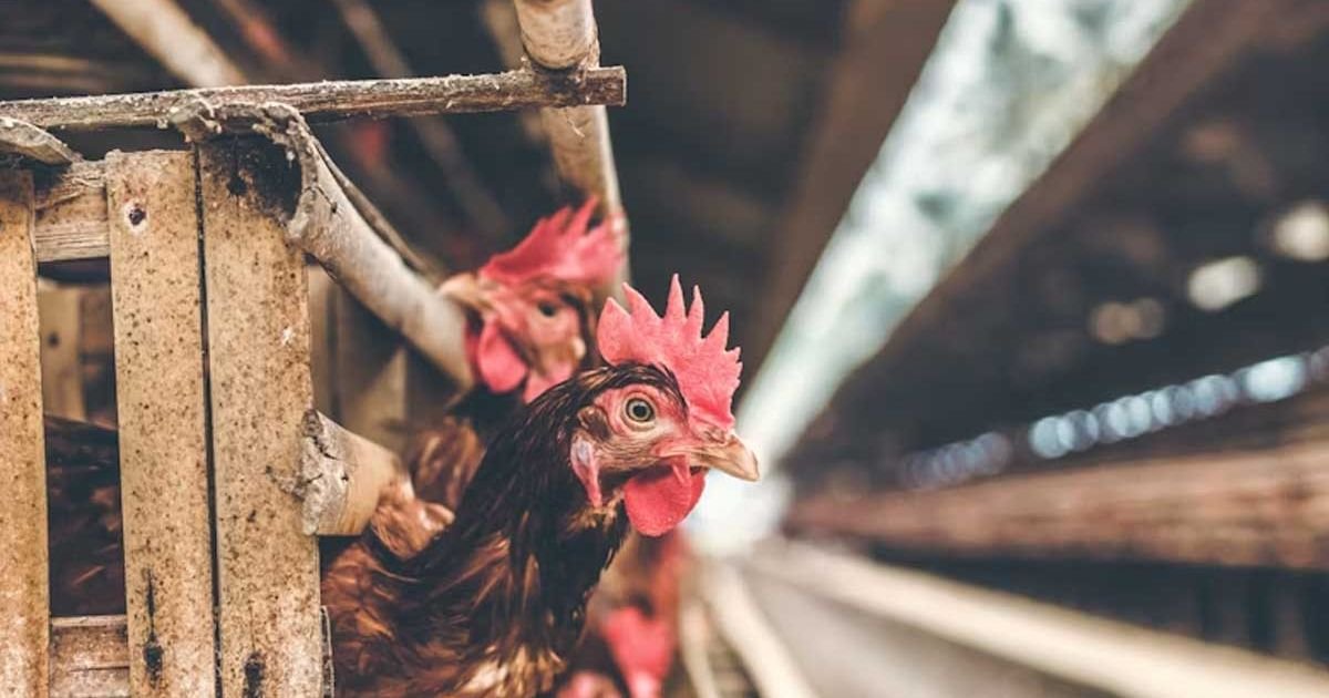 Cara ubah kontrakan jadi sumber pangan mandiri. (Unsplash.com/)