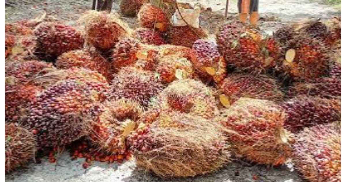 Kelapa sawit, kini menjadi bahan alternatif bahan bakar minya (BBM) yang dibikin menjadi B50.
