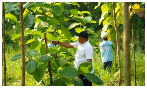 Kabupaten Bogor Miliki 177 Hektare Hutan Kota, Komitmen Hijau untuk Generasi Mendatang