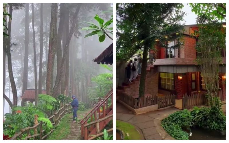 Kafe Alam Pancawati, Penginapan dan Nongkrong Syahdu di Hutan Pinus Bogor